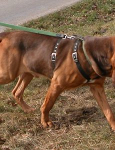 Bloodhound_liver_and_tan